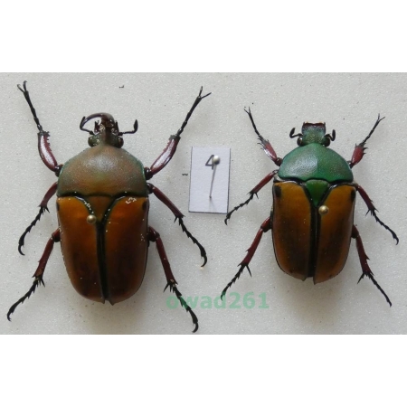 Eudicella smithii (MacLeay, 1838) pair ex. ovo Zair4